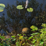 alligator-turtle
